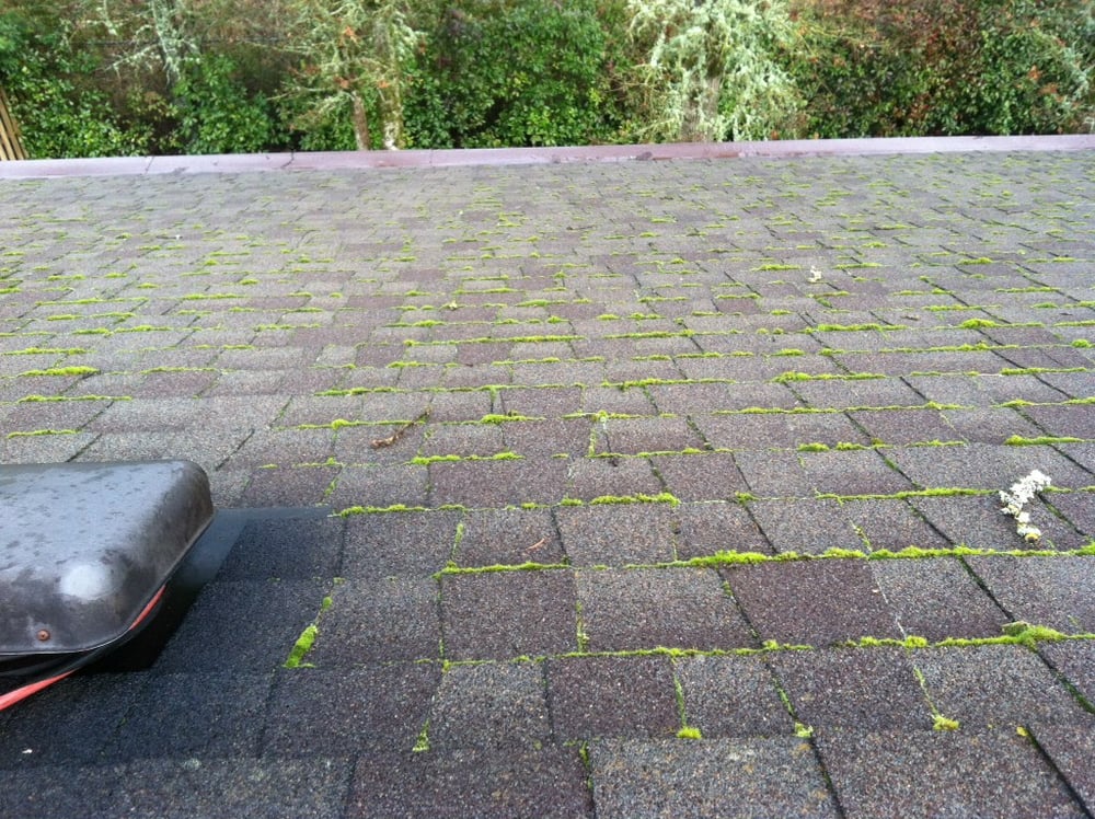 Before: heavy moss between every shingle course — the north side of a Portland residential roof.